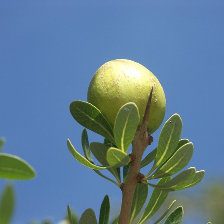 Crème Vitaderm Eléfia